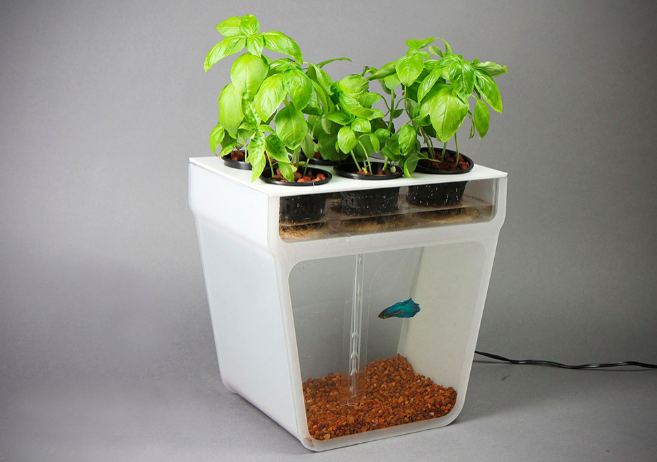 home Aquaponics