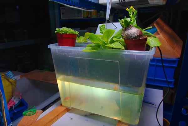 desktop aquaponic system