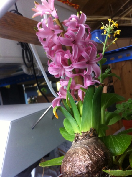 aquaponic hyacinthus