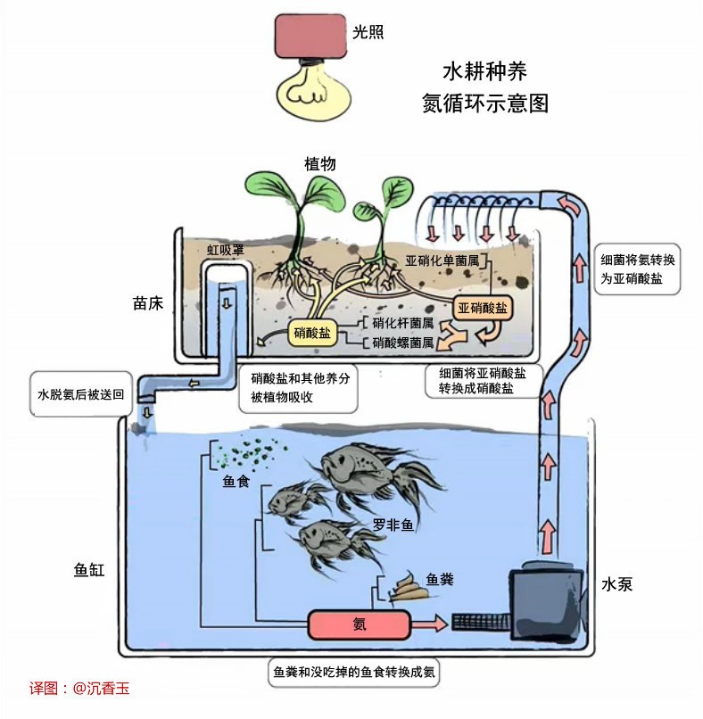 Aquaponics2