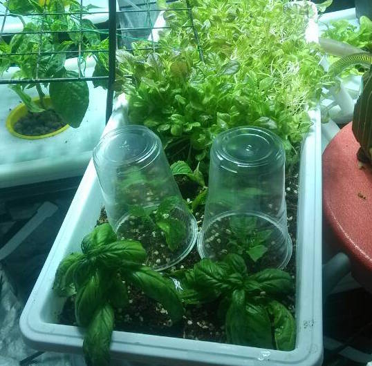 hydropnics